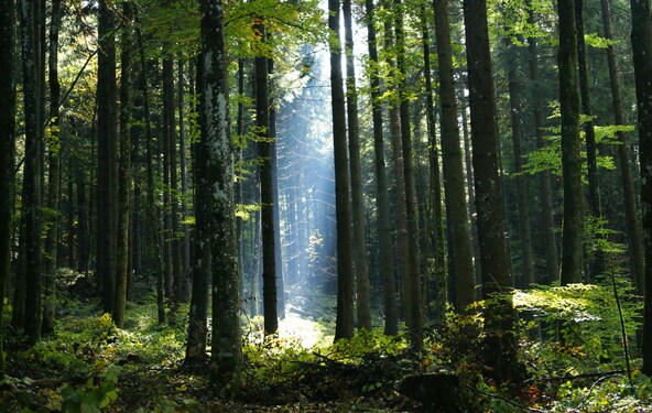 O futuro do licenciamento ambiental no Brasil da Ênfase Consultoria Ambiental